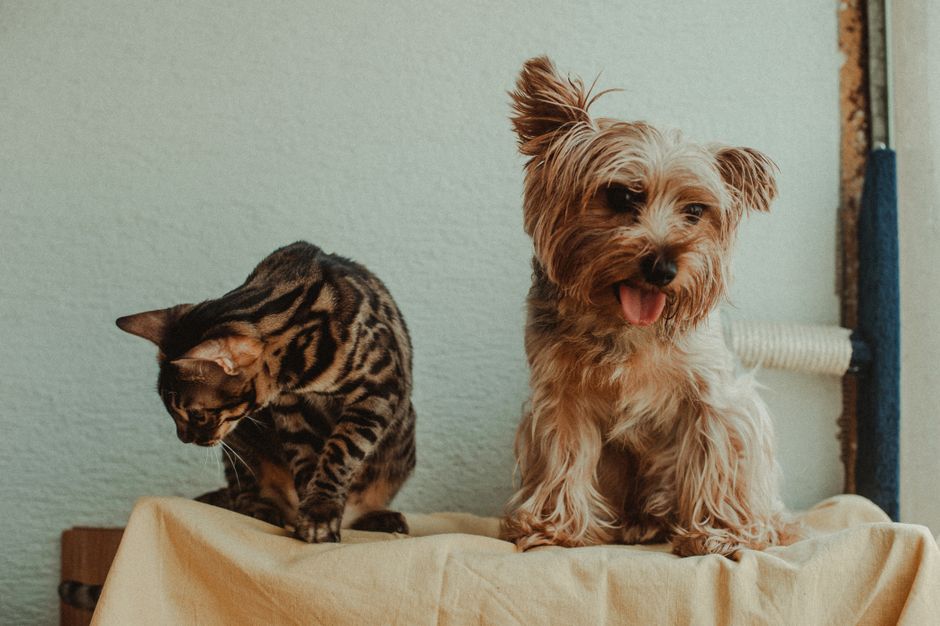 Dierenbenodigdheden